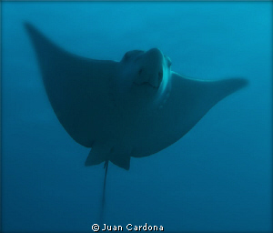 Eagle ray....nice nose by Juan Cardona 